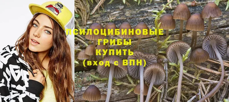 OMG как войти  магазин    Разумное  Псилоцибиновые грибы Psilocybine cubensis 